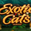 Exotic Cats slot. New Slot Release By Microgaming